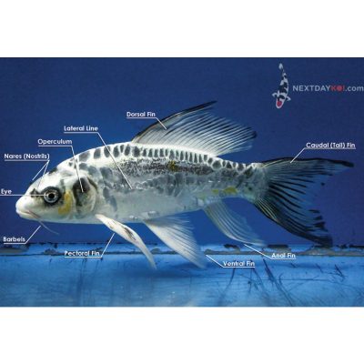 Koi Anatomy