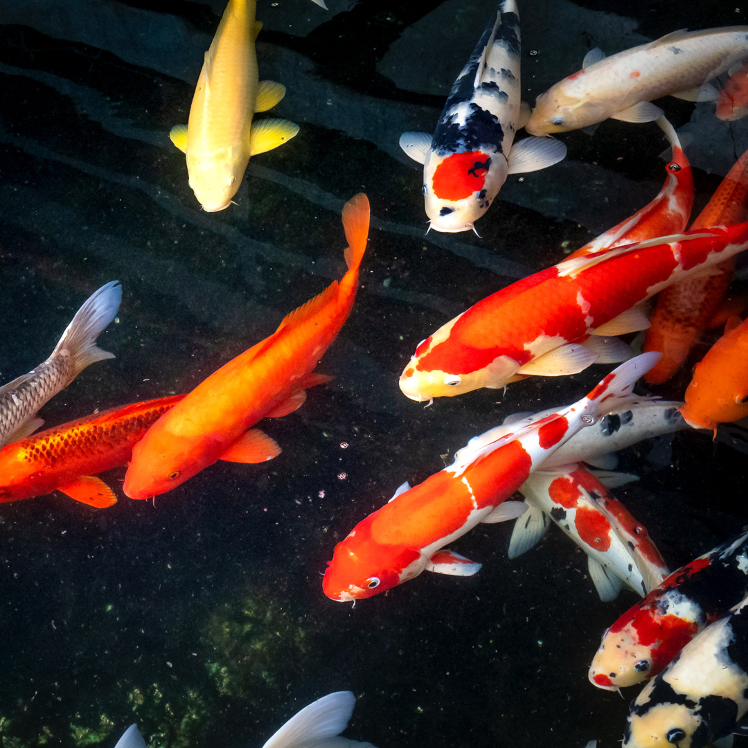 Understanding Koi and Goldfish Behavior | Next Day Koi, image size:1080x1080
