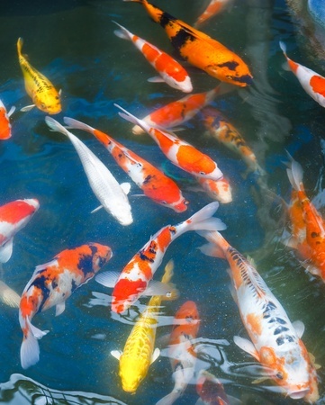 a colorful school of koi fish swimming|Costia under an electron microscope