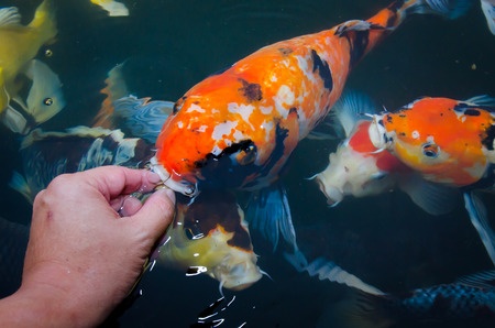 Hand feeding Koi Fish treats