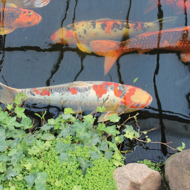 Koi in a Pond