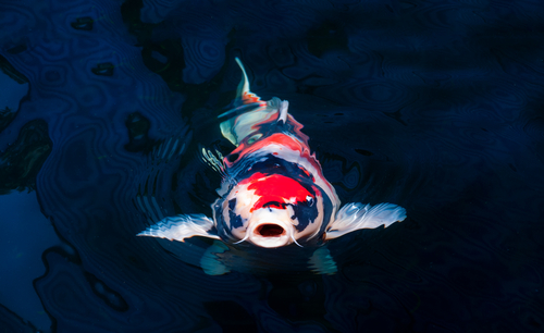 Koi Fish with mouth out of water