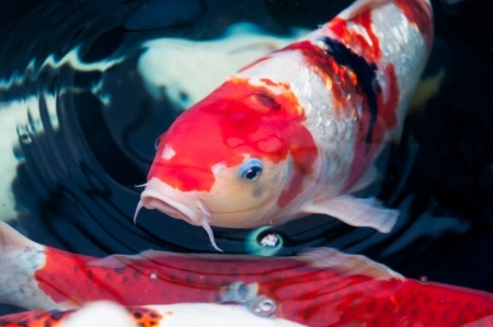 Koi Fish swimming in a tank