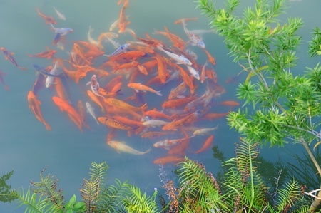 Koi Fish in a pond during winter