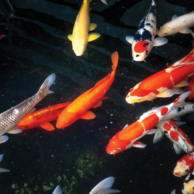 |Most Popular Varieties: Kohaku|Most Popular Koi Varieties: Asagi|Most Popular Varieties of Koi: Shusui|||Most Popular Varieties of Koi: Taisho Sanke|||Most Popular Varieties of Koi: Tancho Sanke|Most Popular Varieties of Koi: Kumonryu|Most Popular Varieties of Koi: Ogon|Most Popular Varieties of Koi: Matsuba|Most Popular Varieties of Koi: Kikokuryu|Most Popular Varieties of Koi: Chagoi