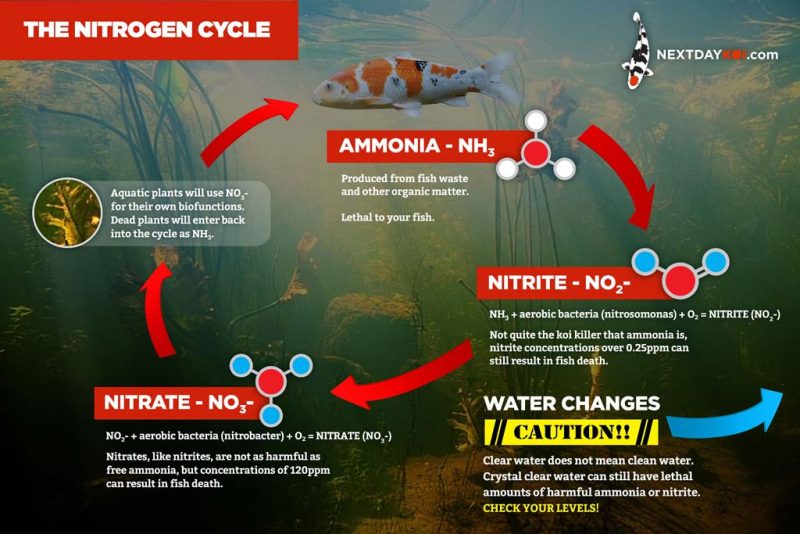 The Nitrogen Cycle infographic