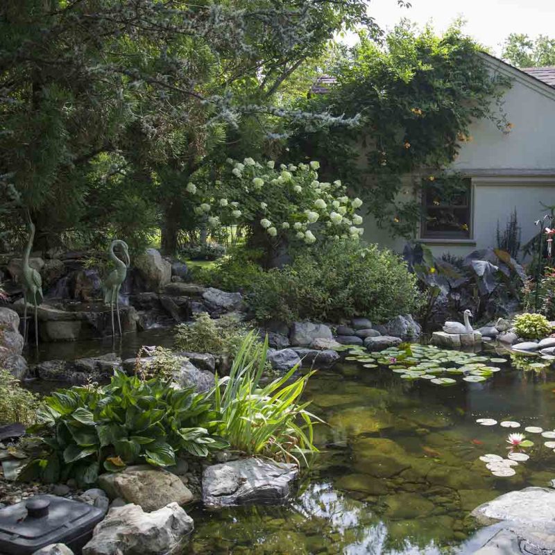 Koi pond with plants