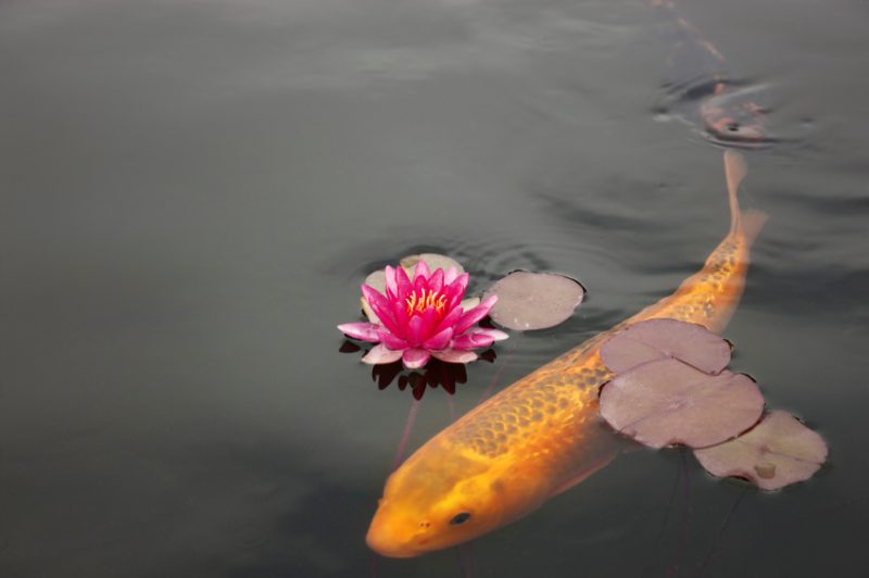 Koi fish under a single flower in a koi pond|Drawing of a raccoon