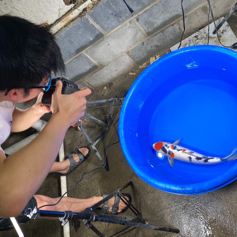 Photographing Koi