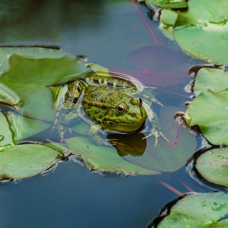 Koi Fish Pond Wildlife