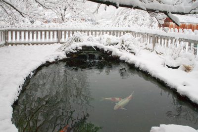 Koi Pond in the winter with snow around the pond