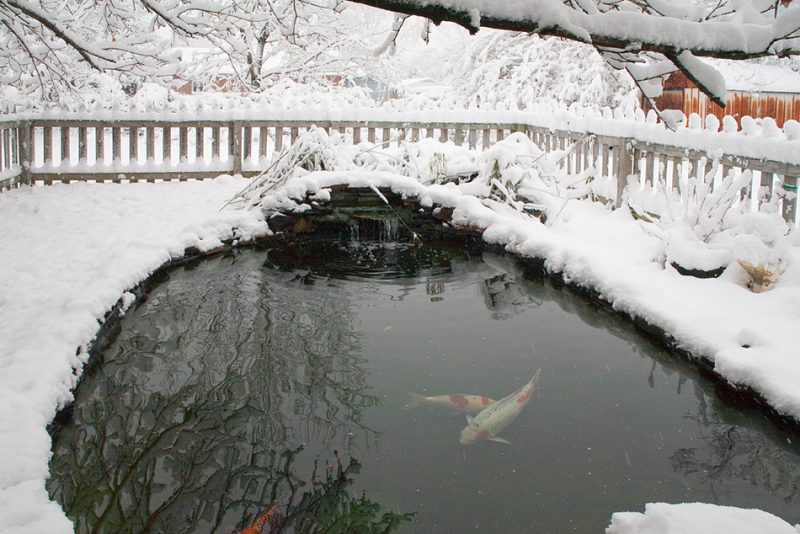 Koi Pond in the winter with snow around the pond