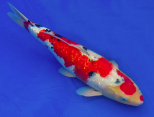 Gin Rin Taisho Sanke First Place Winner