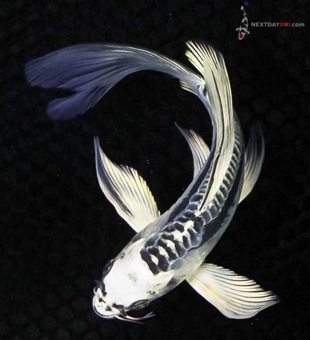 6.5” Kikokuryu Butterfly Koi|8” Orenji Matsuba Butterfly Koi|8.5” Showa Butterfly Koi