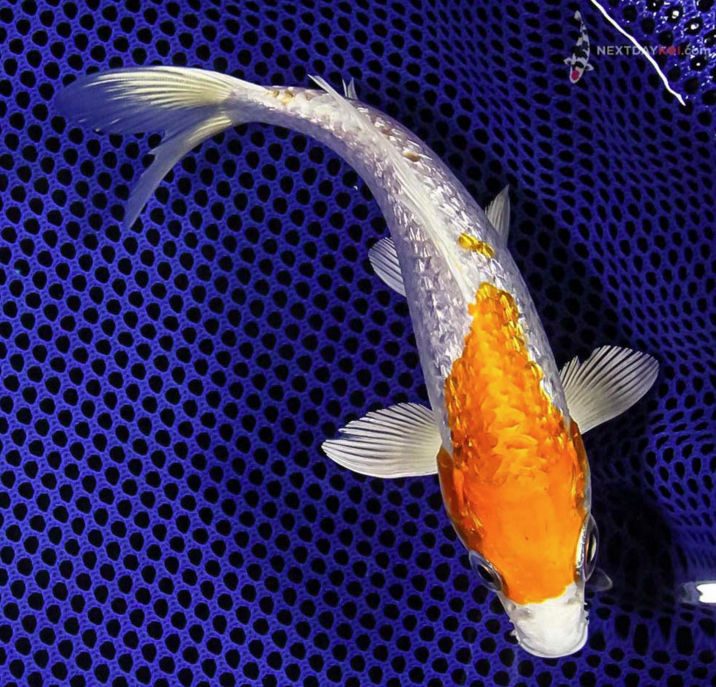 6” Gin Rin Hariwake from Biosecure Hazorea Aquatics Facility