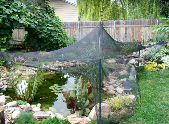 Net over koi pond for fall leaves|Platinum Ogon Koi in pond with fall leaves