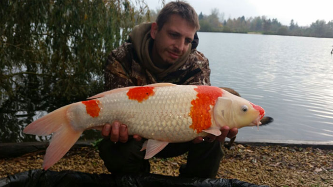 Kohaku koi fish caught by angler in a lake|overcrowded koi in a pond