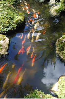 Koi swimming in a school together