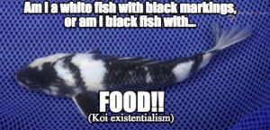 koi meme existentialism