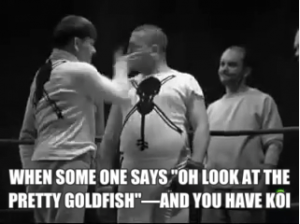 koi Meme 4 Mistaken koi