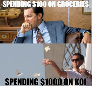 Koi meme 7 koi spend