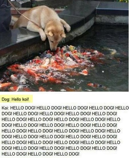 koi meme 15 koi dog|koi meme 16 koi question|Koi meme 17 matsu koi|Koi meme 21 showa or kohaku|koi meme kung fu koi style|koi meme 13 big koi spend|Koi meme 11 koi tattoo|koi meme 12 koi pond ramen|Koi meme 7 koi hole|Koi meme 10 kids in a koi pond|Koi meme 8 koi feeding human tank|Koi Meme 9 money for koi|Koi meme 7 koi spend|Koi meme 5 koi under ice|Koi meme 6 koi job description|koi Meme 4 Mistaken koi|Koi meme weapons of mass deterrence|Koi Meme Koi religion|koi meme existentialism|Koi meme walking a koi|koi meme photoshop koi eating dog head|koi fish meme biological filter feeding