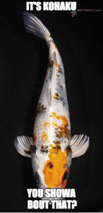 Koi meme 21 showa or kohaku