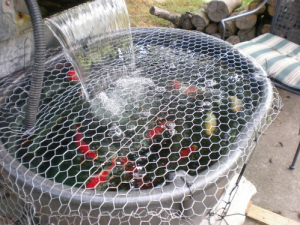 Temporary koi home stock tank with mesh over the top