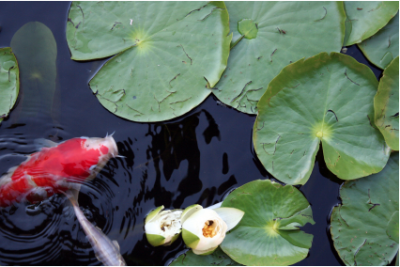 |Columnaris oh koi fish gills