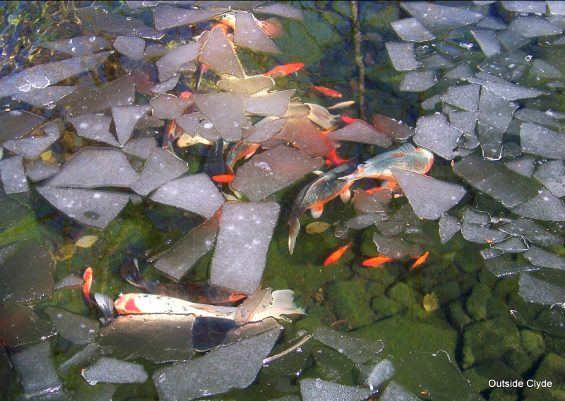 Koi pond with floating ice and koi swimming|Next Day Koi's Probiotic Plus Koi and Goldfish food|Slide of Aeromonas hydrophilia