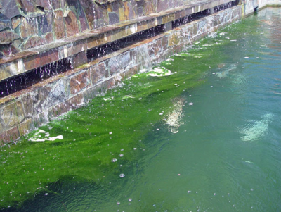String algae on a koi pond|String algae covering a pond||How a UV Clarifier works|water hyacinth on a pond|String algae