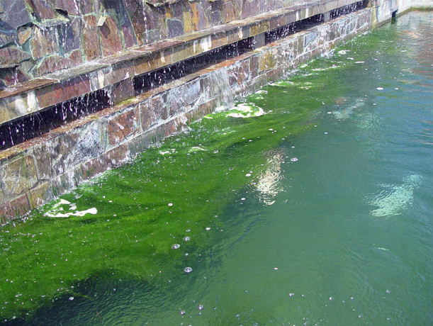 String algae on a koi pond|String algae covering a pond||How a UV Clarifier works|water hyacinth on a pond|String algae