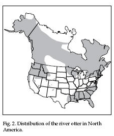 River Otter habitat and effecting koi ponds