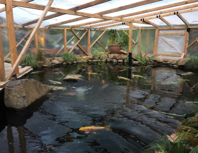 Koi pond in winter under plastic and frame||Koi Pond winter cover|Ko pond coverage used in winter|Koi pond in the winter under a cover|