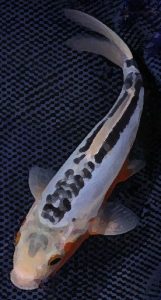 Shusui