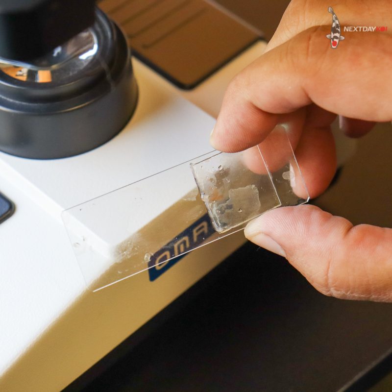 Slide of Skin Scrape in front of microscope