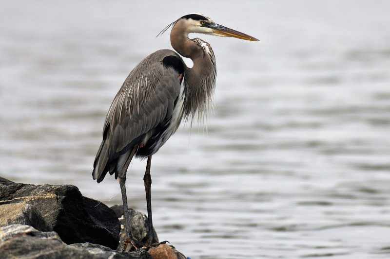 Great Blue Heron on the side of a pond|||