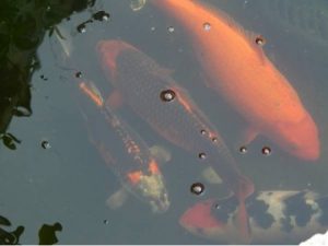 poorly shot photo of koi fishj