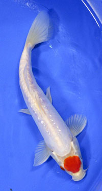 Gosanke doitsu tancho Kohaku||Gosanke Sanke Koi Fish|Gosanke Butterfly Showa Koi Fish