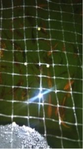 Koi fish in a pond under a net