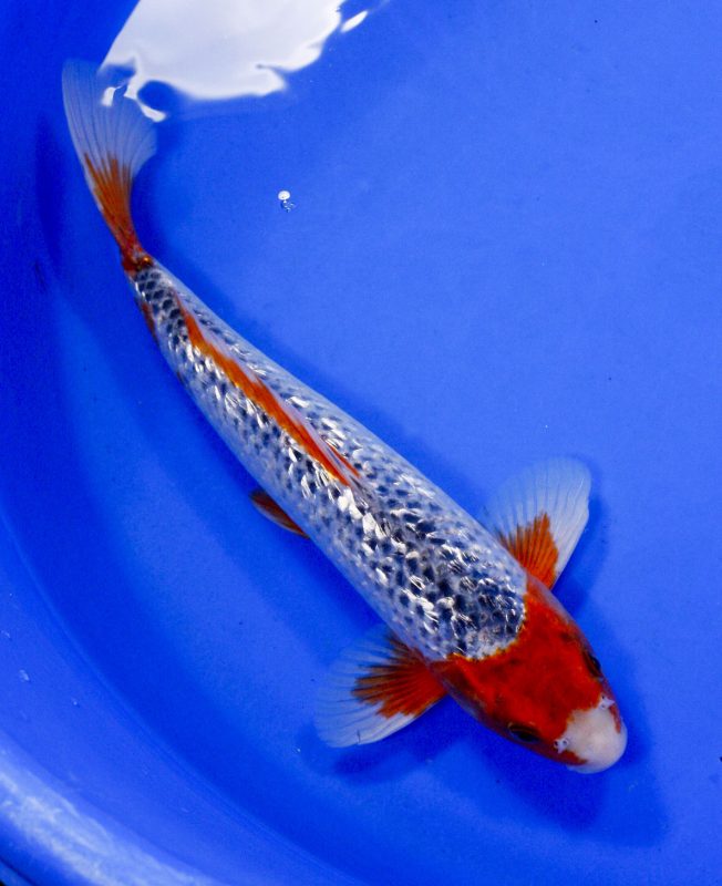 Gin Rin Asagi Koi Fish|Butterfly Asagi Koi Fish|Asagi Koi Fish