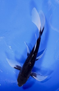 A hajiro butterfly koi
