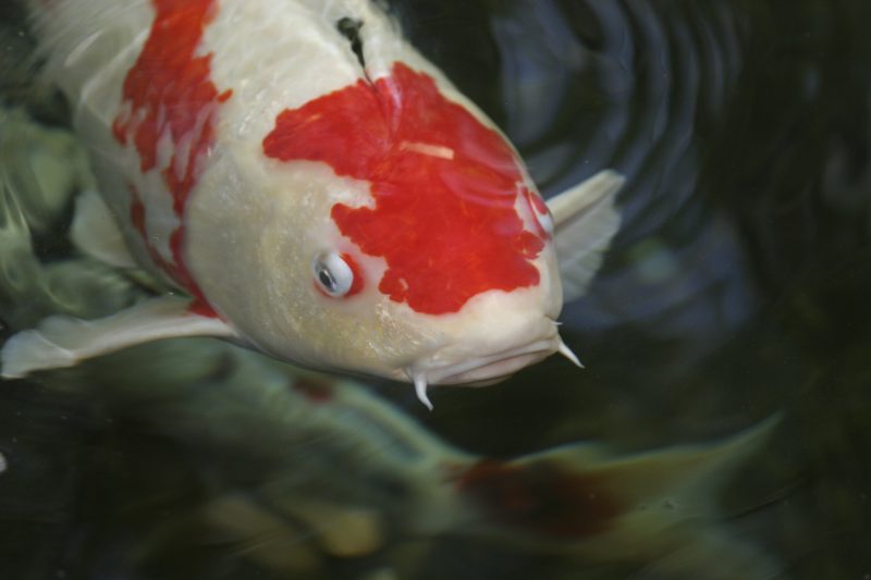 Sanke at surface of the water|Maruzome Kiwa|Example of Sashi on a Kohaku|Example of Kamisori Kiwa