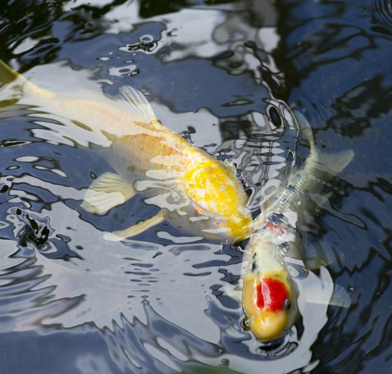 |koi eggs after a spawn