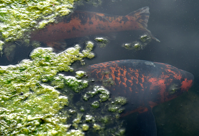 Two koi fish swimming under algae|String Algae on a pond surface||