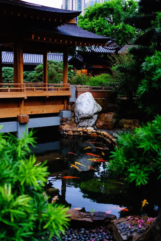 |Nitrogen Cycle in a koi pond|||partition bog filter in a koi pond