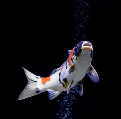Nice Koi|Koi Health prevention is better than cure meme