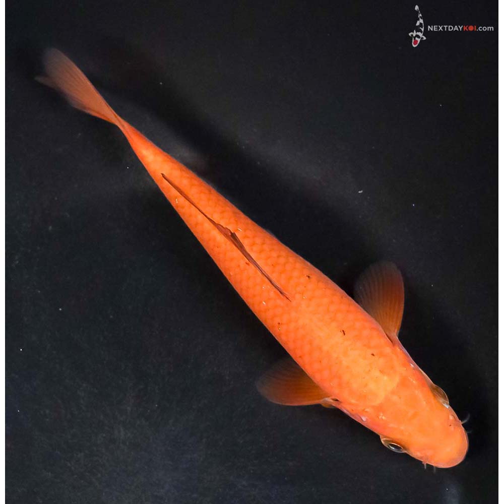 6” Imported Chagoi - Image 3