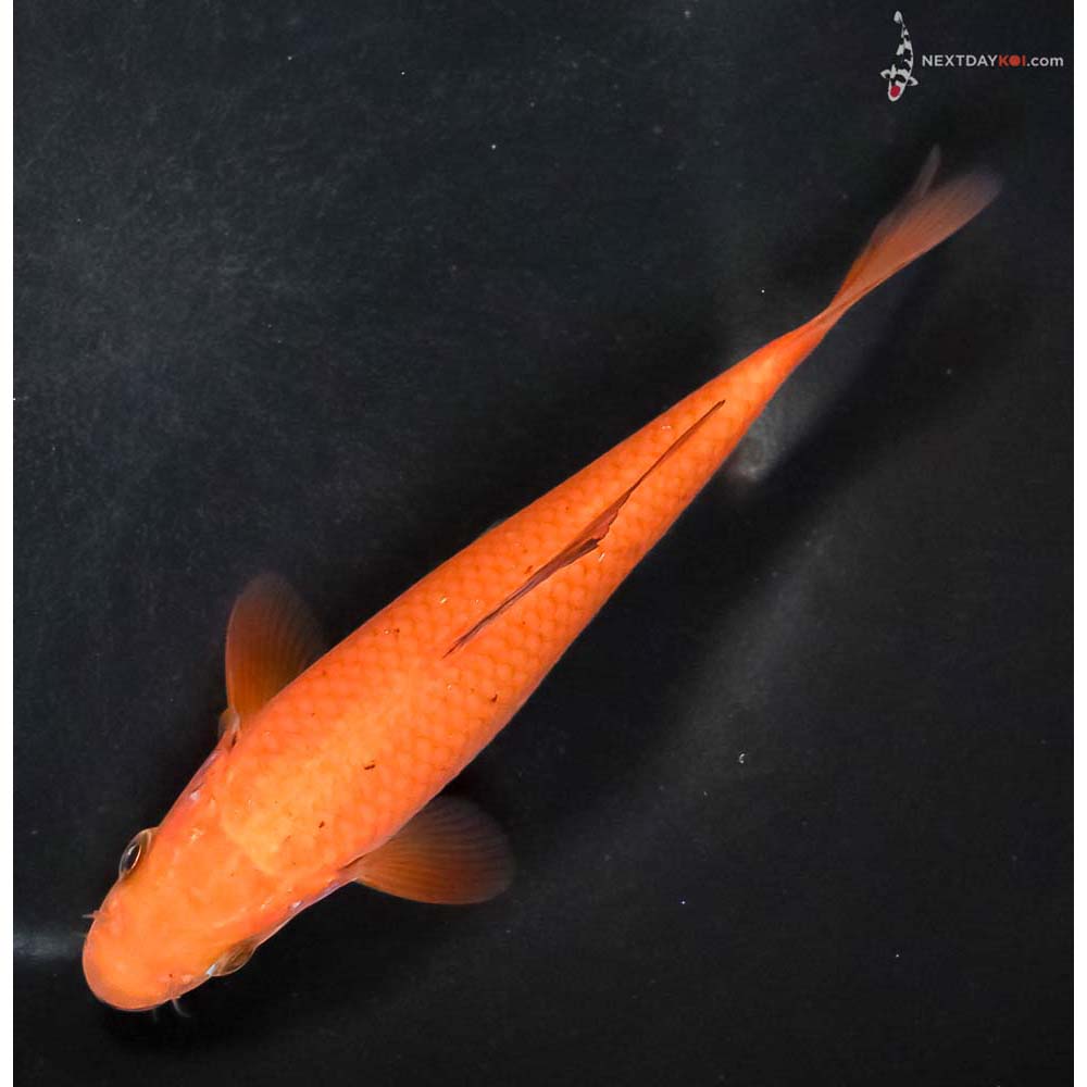 6” Imported Chagoi - Image 5