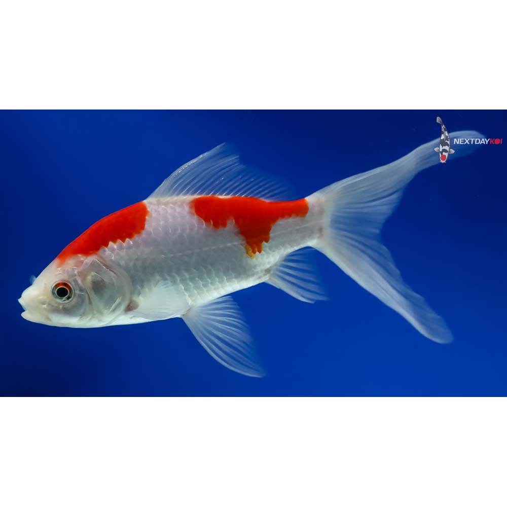 6.5” Sarasa Comet - Image 3